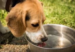 夢見口渴代表什麼？ 24 個夢境解讀（夢見不澆水口渴的人、夢見用水解渴）