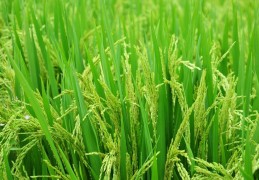 夢見稻米代表什麼？23 個夢境解讀（夢見別人播種稻米、夢見別人在打穀）