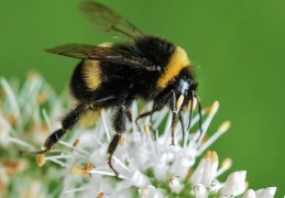 夢見大黃蜂代表什麼？14個夢境解讀（夢見大黃蜂攻擊他人 、 夢見抓到一隻大黃蜂）