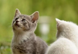 夢見貓哭聲代表什麼？