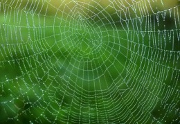 夢見蜘蛛網代表什麼？ 20個夢境解讀（夢見被蜘蛛網困住、夢見清理蜘蛛網）