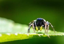 夢見毒蜘蛛代表什麼？10 個夢境解讀