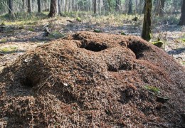 夢見螞蟻窩代表什麼？19個夢境解讀（夢見建造螞蟻窩、夢見找到螞蟻窩）