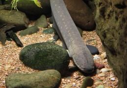 夢見鰻魚代表什麼？ 14個夢境解讀（夢見買鰻魚 、夢見煮鰻魚）