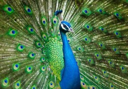 夢見孔雀代表什麼？ 22個夢境解讀（夢見餵孔雀、夢見有人餵孔雀）