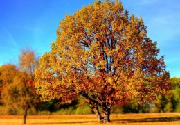 夢見大樹代表什麼？ 26個夢境解讀（夢見燒木頭、夢見砍斷一棵樹）