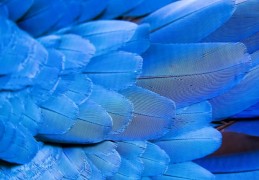 夢見羽毛代表什麼？ 31個夢境解讀（夢見羽毛形狀的飾品、夢見羽毛項鍊）