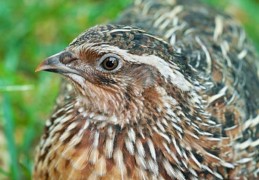 夢見鵪鶉代表什麼？12個夢境解讀（夢見一群鵪鶉 、夢見養鵪鶉）