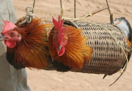 夢見陷阱代表什麼？18個夢境解讀（夢見安裝新陷阱、夢見別人設下新陷阱）