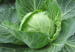 夢見白菜代表什麼？ 18個夢境解讀（夢見買白菜、夢見賣白菜）