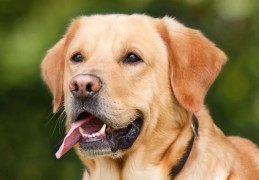 夢見狗代表什麼？ 30個夢境解讀（夢見一隻狗低吼、夢見一隻憤怒的狗）