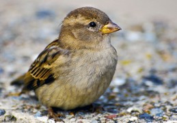 夢見麻雀代表什麼？ 25 個夢境解讀