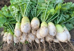 夢見蘿蔔代表什麼？25 個夢境解讀（夢見吃蘿蔔、夢見摘蘿蔔）