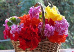 夢見花籃代表什麼？15個夢境解讀（夢見一籃髒衣服、夢見自行車籃）