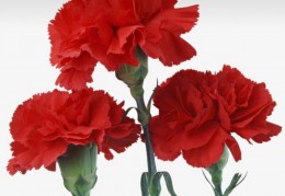 夢見康乃馨代表什麼？17個夢境解讀（夢見丟掉康乃馨 、夢見康乃馨花束）