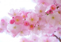 夢見花朵代表什麼？ 21個夢境解讀（夢見採摘花朵、夢見種植花朵）