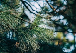 夢見松樹代表什麼？ 27個夢境解讀（夢見有人折斷松枝、夢見爬松樹）