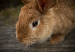 夢見兔子 代表什麼？ 28 個夢境解讀
