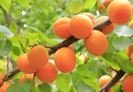 夢見杏子代表什麼？12個夢境解讀（夢見吃爛杏、夢見吃乾杏）