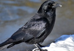 夢見烏鴉代表什麼？ 14個夢境解讀（夢見一群烏鴉、夢見死烏鴉）