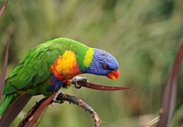 夢見鸚鵡代表什麼？25個夢境解讀（夢見養活鸚鵡，夢見鸚鵡殺人）