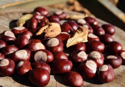 夢見栗子林代表什麼？9個夢境解讀（ 夢見栗子花、夢見栗樹）