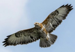 夢見一隻鷹代表什麼？ 24個夢境解讀（夢見騎鷹飛翔、夢見一隻鷹落在你手上）