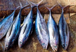 夢見魚代表什麼？ 27個夢境解讀（夢見吃魚、夢見死魚）