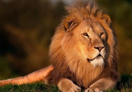 夢見獅子代表什麼？ 27個夢境解讀（夢見被獅子追逐、夢見殺戮獅子）