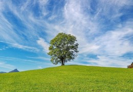 夢見草地代表什麼？10 個夢境解讀