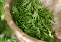 夢見綠茶代表什麼？21個夢境解讀（夢見別人澆灌綠茶田、夢見摘綠茶）