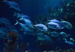 夢見水族箱代表什麼？ 13個夢境解讀（夢見水族箱破裂 、夢見骯髒水族箱）