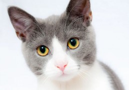 夢見貓代表什麼？ 17個夢境解讀（夢見貓抓你 、夢見吃貓肉）