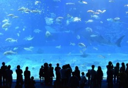 夢見水族箱是什麼預兆？8 個含義和象徵