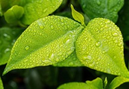 夢見綠葉代表什麼？ 23個夢境解讀（夢見刮掉落葉、 夢見有人抓葉子）