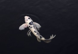 夢見鯉魚代表什麼？14 個夢境解讀