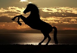 夢見馬代表什麼？ 22個夢境解讀（夢見骑馬、夢見馬粪）