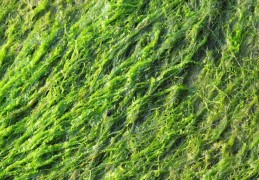 夢見海藻代表什麼？11個夢境解讀（夢見褐藻、夢見藍綠藻）