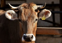 夢見牛角代表什麼？24個夢境解讀（夢見自己折斷牛角、 夢見有人折斷了牛角）