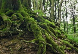 夢見樹根代表什麼？13個夢境解讀（夢見有人連根拔起別人、夢見砍樹根）