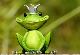 夢見青蛙代表什麼？ 29 個夢境解讀（夢見草叢中青蛙、 夢見窗邊的青蛙）