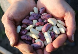 夢見豆子代表什麼？ 22個夢境解讀（夢見給小孩豆子、夢見看到豌豆）