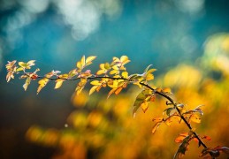 夢見樹枝代表什麼？13個夢境解讀（夢見有人從樹枝上摘水果、夢見綠枝）