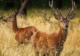 夢見梅花鹿代表什麼？ 12個夢境解讀（夢見鹿出沒、夢見鹿）