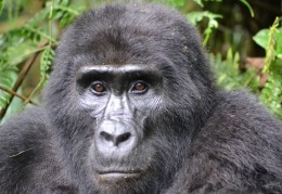 夢見大猩猩代表什麼？ 16個夢境解讀（夢見餵大猩猩、夢見追逐大猩猩）