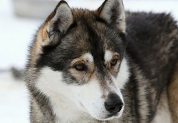 夢見哈士奇代表什麼？13個夢境解讀（夢見領養一隻哈士奇、夢見訓練哈士奇）