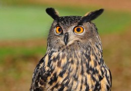 夢見貓頭鷹代表什麼？ 26個夢境解讀（夢見餵貓頭鷹 、夢見別人餵貓頭鷹）