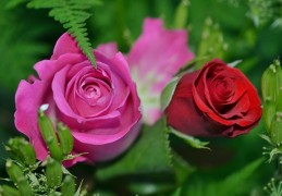 夢見玫瑰代表什麼？29個夢境解讀（夢見丟棄玫瑰、夢見種植玫瑰）