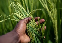 夢見收割代表什麼？ 14 個夢境解讀