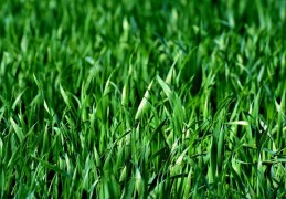 夢見草代表什麼？ 13 個夢境解讀（夢見別人澆你的草坪 、夢見燃燒草）